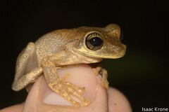 Osteocephalus deridens