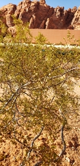 Larrea tridentata