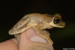 Osteocephalus deridens