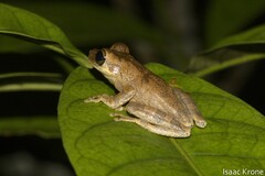 Osteocephalus deridens