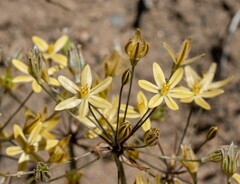 Triteleia ixioides scabra