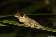 Osteocephalus deridens