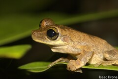 Osteocephalus deridens