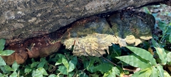 Stereum gausapatum