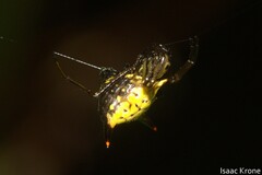 Micrathena