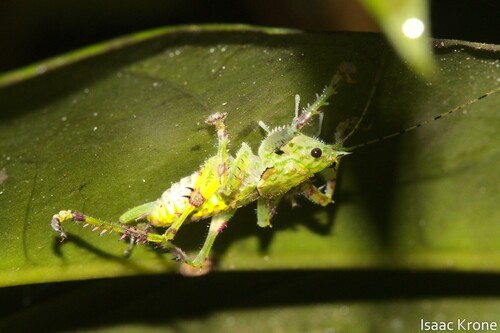 Loboscelis bacatus