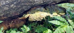 Stereum gausapatum