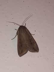 Mythimna unipuncta