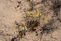 Triteleia ixioides scabra