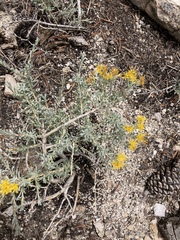 Tetradymia canescens