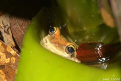 Osteocephalus deridens