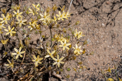 Triteleia ixioides scabra