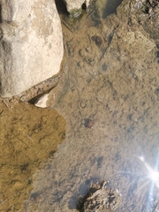 Pomacea canaliculata