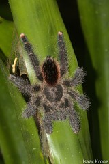 Avicularia juruensis