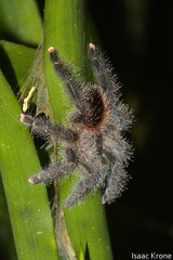 Avicularia juruensis