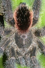 Avicularia juruensis