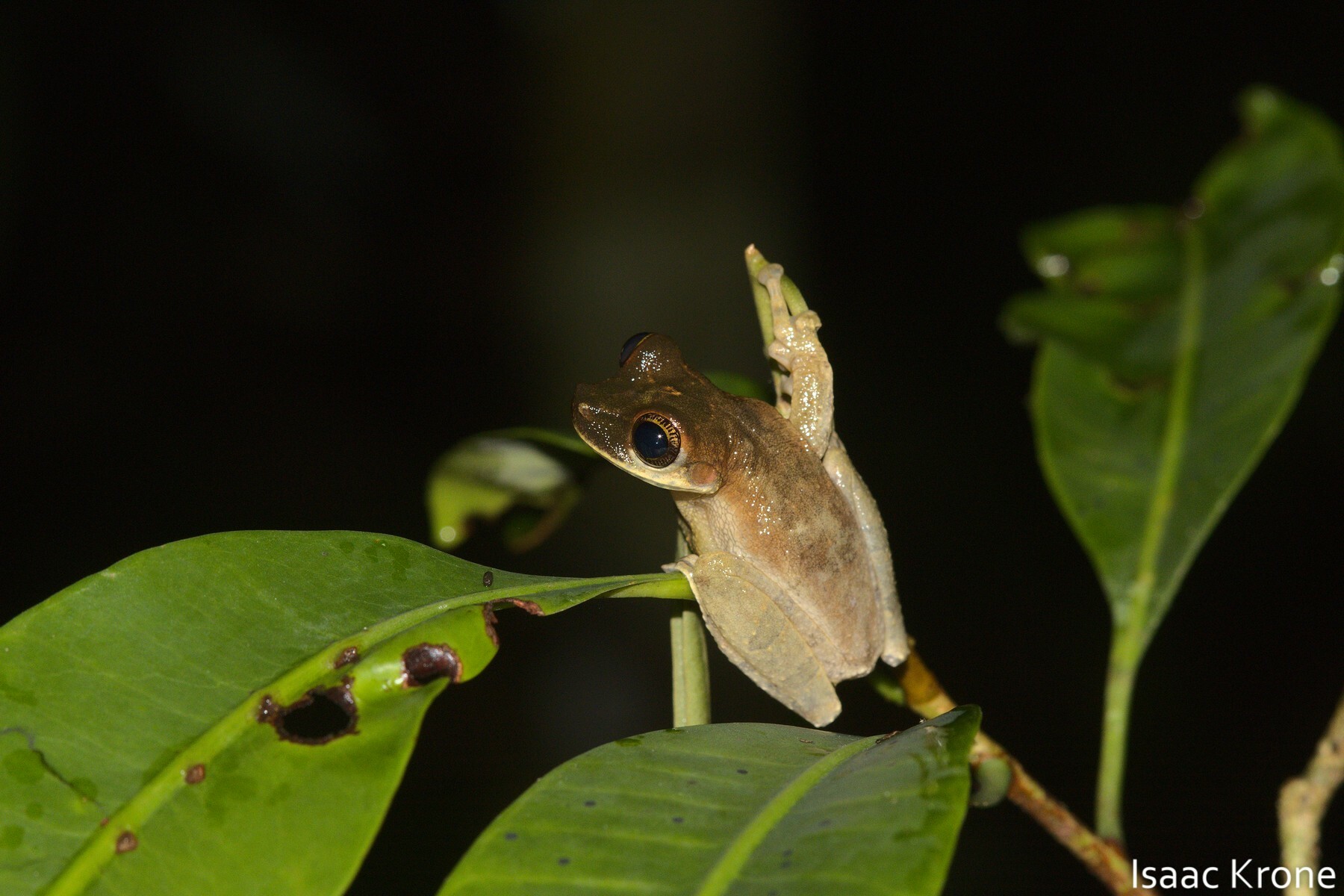Funny slender-legged treefrog, Osteocephalus deridens