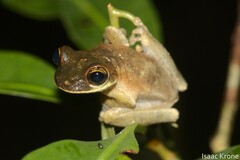 Osteocephalus deridens