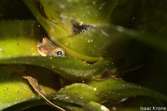 Osteocephalus deridens