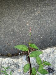 Persicaria maculosa