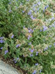Nepeta racemosa