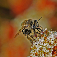 Anthophora urbana