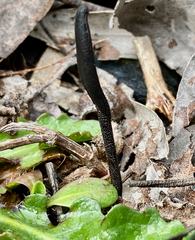 Geoglossum