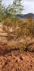 Larrea tridentata
