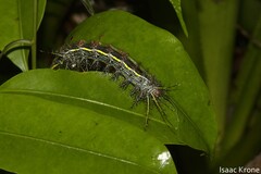 Lonomia