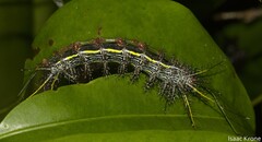 Lonomia
