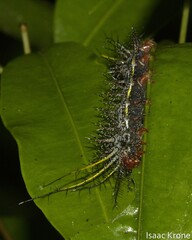 Lonomia