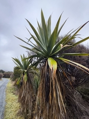Cordyline indivisa