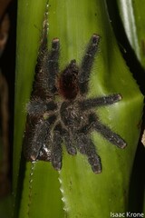 Avicularia juruensis