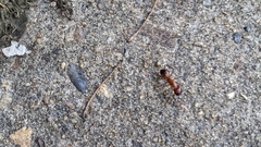Camponotus castaneus