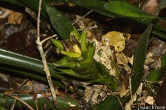 Aechmea nidularioides
