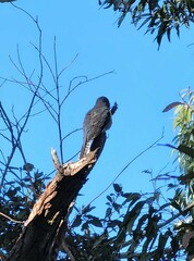 Cacomantis flabelliformis