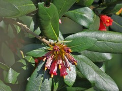 Burchellia bubalina