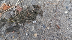 Camponotus castaneus