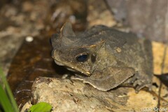 Rhinella margaritifera