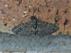 Pasiphilodes testulata