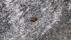 Camponotus castaneus