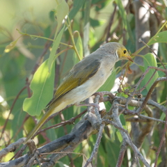 Ptilotula penicillata