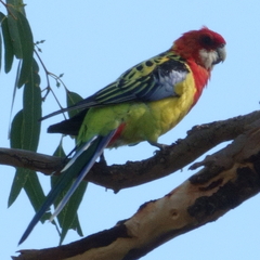 Platycercus eximius