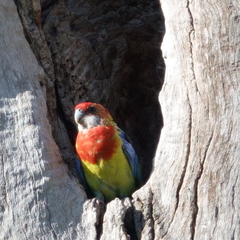 Platycercus eximius