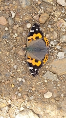 Vanessa indica