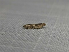 Crocidosema plebejana