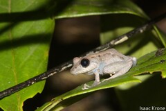 Pristimantis altamazonicus