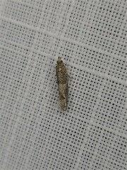 Crocidosema plebejana