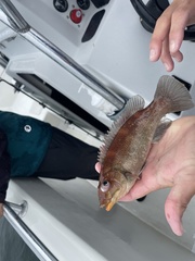 Tautogolabrus adspersus