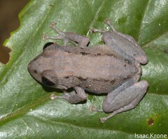 Pristimantis altamazonicus